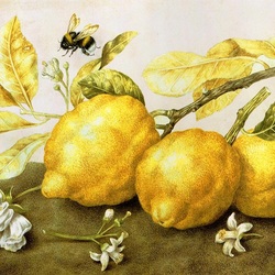 Пазл: Шмель и лимоны