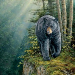 Пазл: Черный медведь