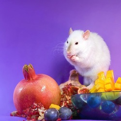 Пазл: Крыска с фруктами