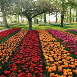 Пазл: Красочные тюльпаны