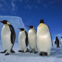 Пазл: Императорский пингвин