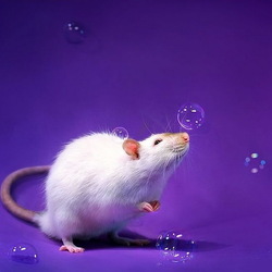 Пазл: Мыльные пузырики и крыска