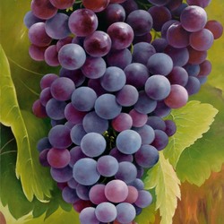 Пазл: Виноградная гроздь