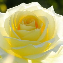 Пазл: Светло-желтая роза