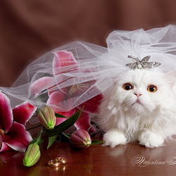 Пазл: Кошка-невеста