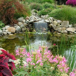 дачный пруд для рыбок #18