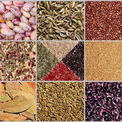Пазл: Зерна, крупы и специи