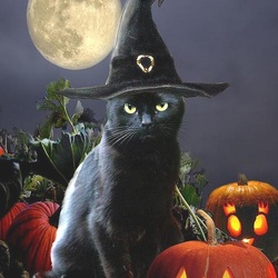 Пазл: Хэллоуинский кот