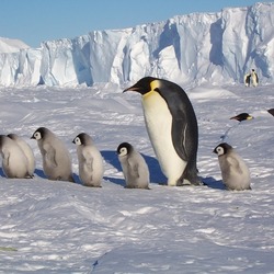 Пазл: Антарктида и пингвины