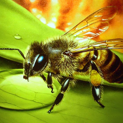 Пазл: Пчела