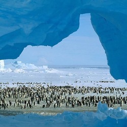 Пазл: Аборигены Антарктиды