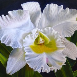 Пазл: Орхидея Каттлея