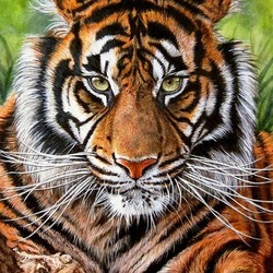 Пазл: Суматранский тигр