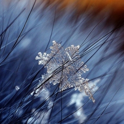 Пазл: Метель и натуральная снежинка