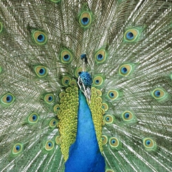 Пазл: Павлин