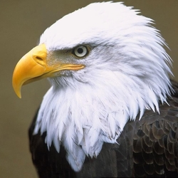 Пазл: Орлан, Аляска, 1998