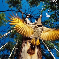 Пазл: Дятел. Жизнь в цвете