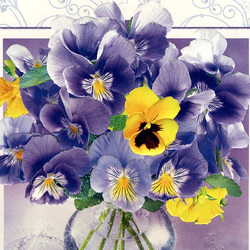 Пазл: Виолы