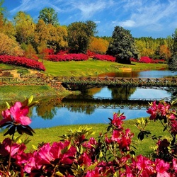 Пазл: Цветение рододендрона