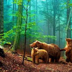 Пазл: Мишки в лесу