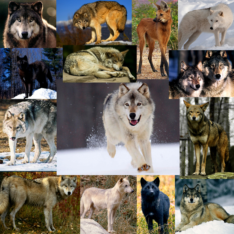 Какие виды волков бывают фото и название