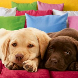 Пазл: Лучшие друзья