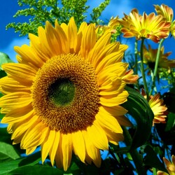 Пазл: Подсолнух