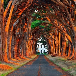 Пазл: Аллея