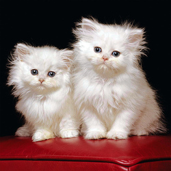 Пазл: Братишки-пушистики