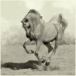 Пазл: Гарцующая лошадь