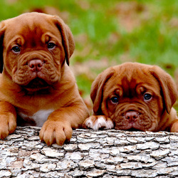 Пазл: Малыши