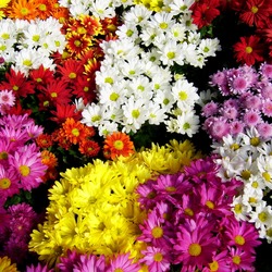 Пазл: Хризантемы