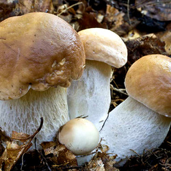 Пазл: Грибочки