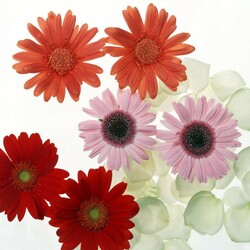 Пазл: Герберы