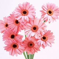 Пазл: Розовый букетик