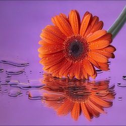 Пазл: Отражение