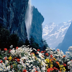 Пазл: Поляна