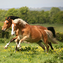 Пазл: Вольность