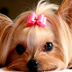 Пазл: Йоркширский терьер  