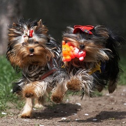 Пазл: Догонялки