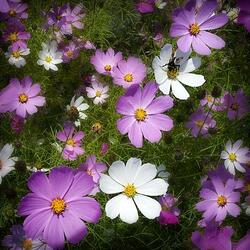 Пазл: Космея