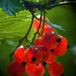 Пазл: Красная смородина