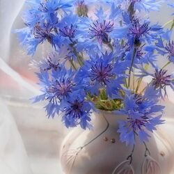 Пазл: Нежность