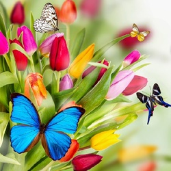 Пазл: Бабочка