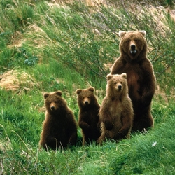 Пазл: Медвежье семейство