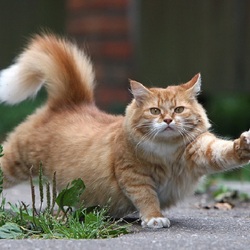 Пазл: Потягушки