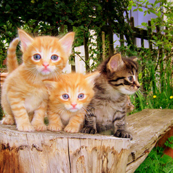 Пазл: В поисках приключений