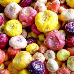 Пазл: Луковицы гладиолуса