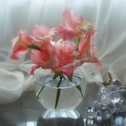 Пазл: Розовые гладиолусы