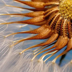 Пазл: Одуванчик